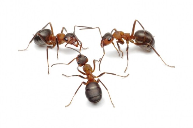 ants_20fotolia_30183522_l-3
