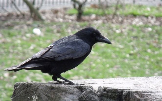 Raven