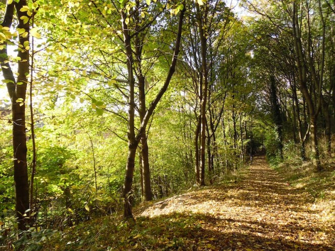 Orange path through trees