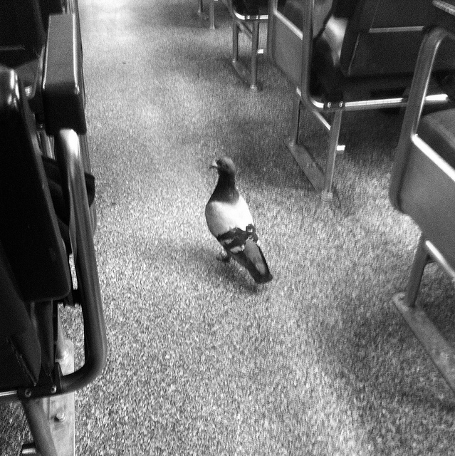 Passenger Pigeon