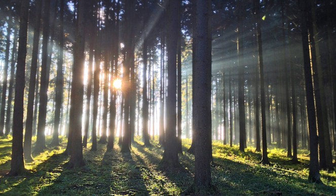 Light through the trees